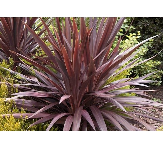 Cordyline austr. 'Red Star' Cordyline austr. 'Red Star'