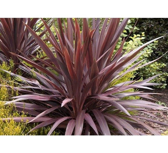 Cordyline austr. 'Red Star'