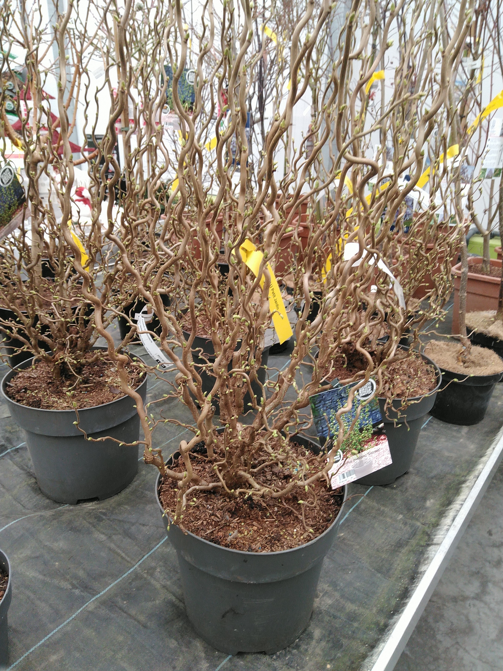 Corylus av. 'Scooter'®