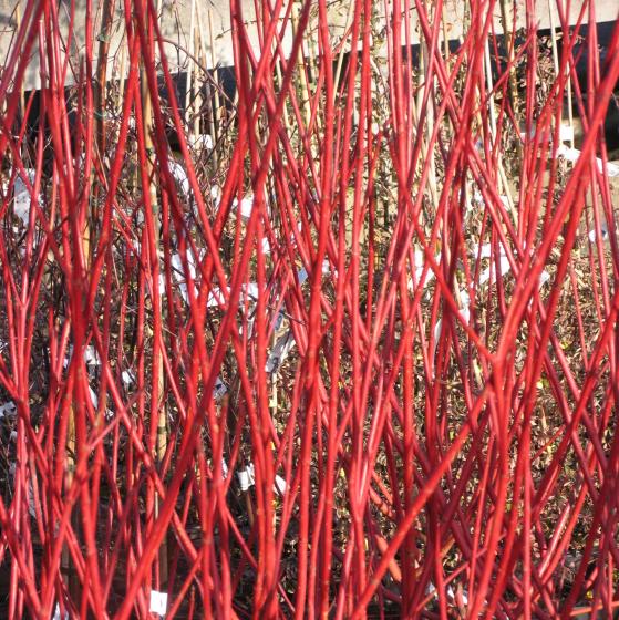 Cornus alba 'Sibirica' Cornus alba 'Sibirica'