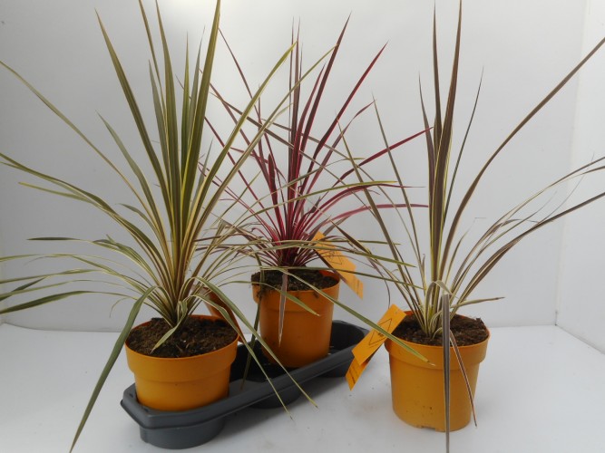 Cordyline australis in soorten