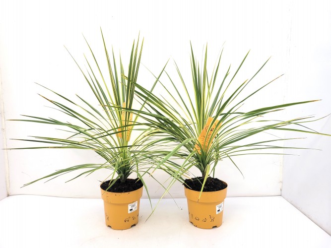 Cordyline australis in soorten