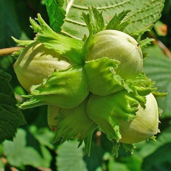 Corylus avellana Corylus avellana
