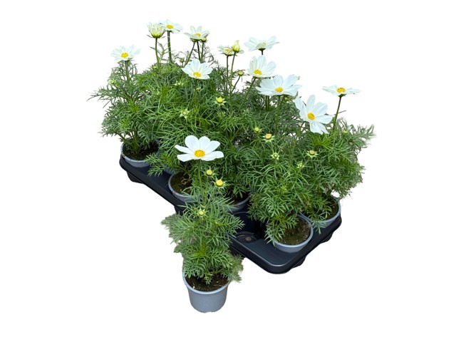 Cosmos bipinnatus Albus