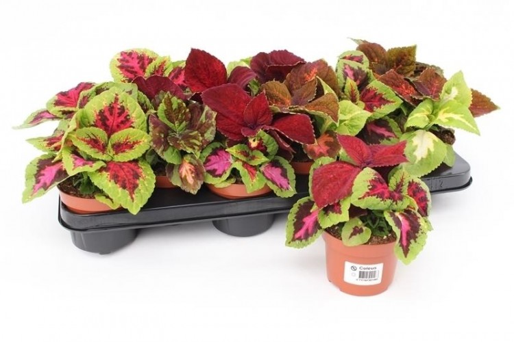 Coleus blumei mix