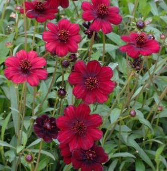 Cosmos atrosanguineus 'Chocamocha' Cosmos atrosanguineus 'Chocamocha'