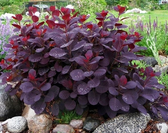 Cotinus cog. 'Lilla' Cotinus cog. 'Lilla'