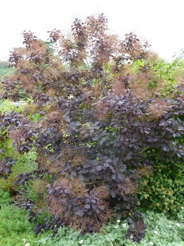 Cotinus cog. 'Royal Purple'