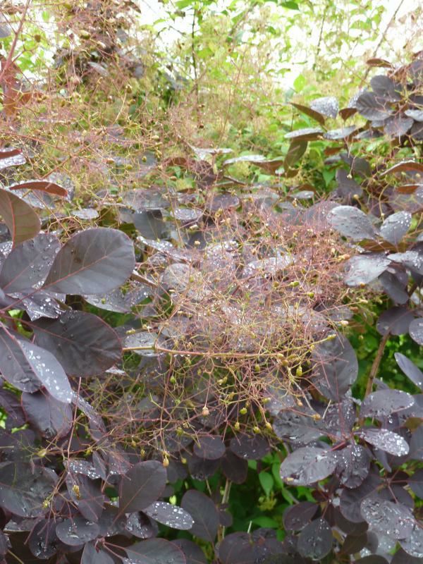 Cotinus cog. 'Royal Purple'