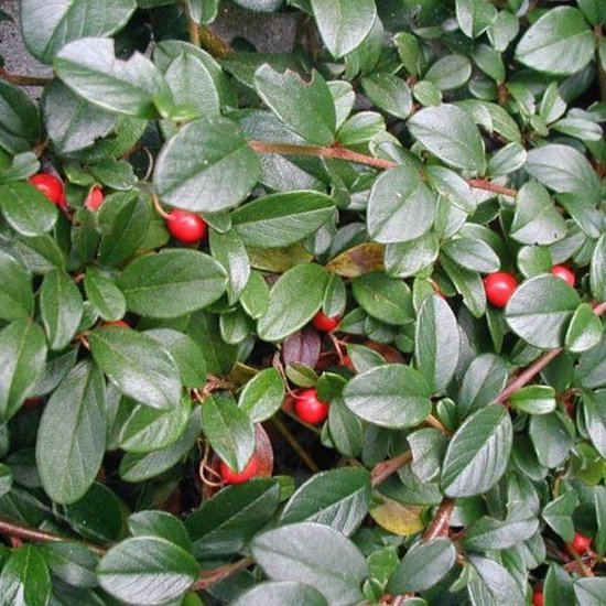 Cotoneaster dammeri  