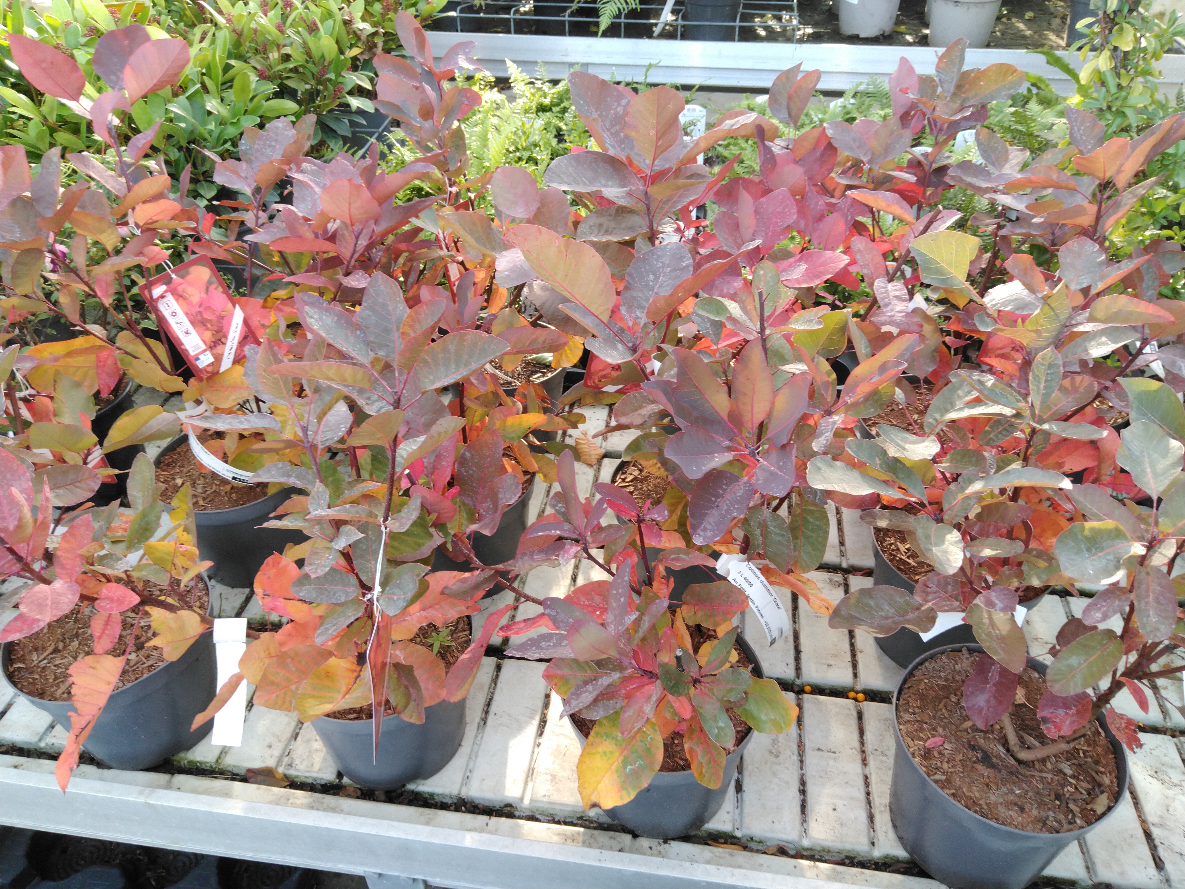Cotinus dummer 'Grace' Cotinus dummer 'Grace'