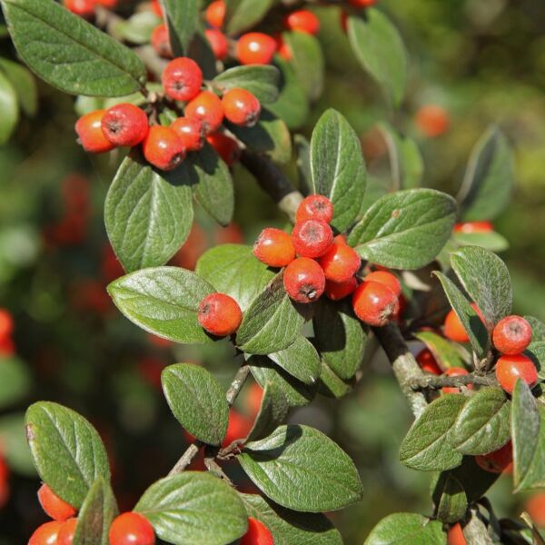 Cotoneaster franchetii Cotoneaster franchetii
