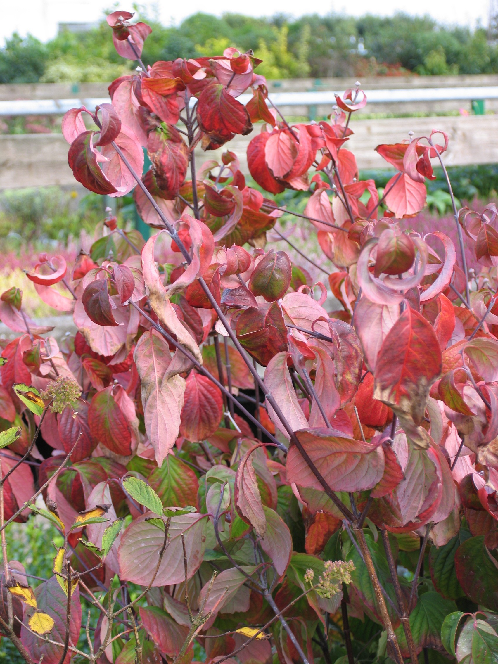 Cornus florida rubra Cornus florida rubra