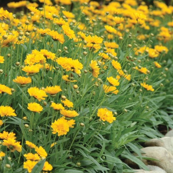 Coreopsis grandiflora Early sunrise