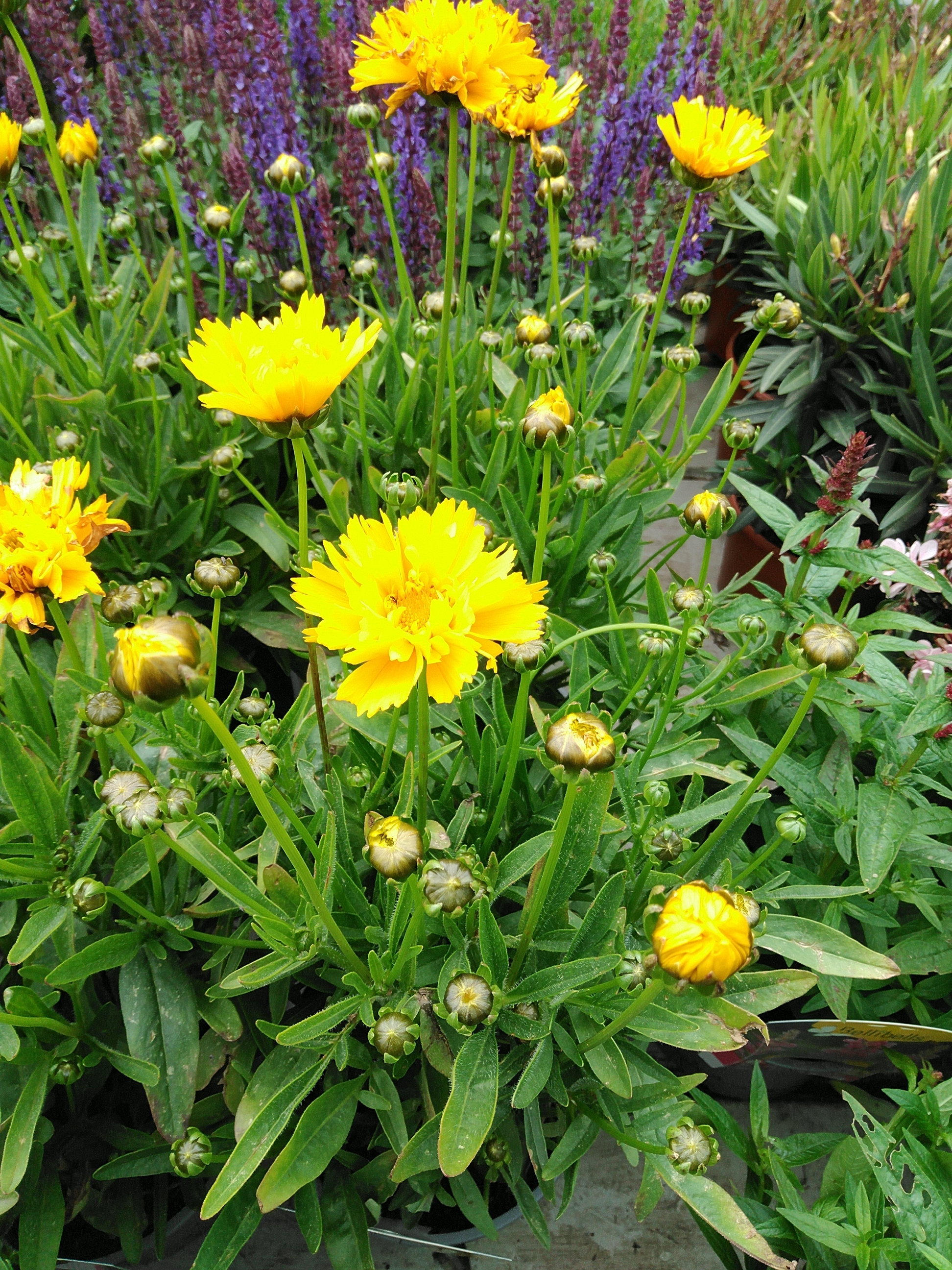 Coreopsis grandiflora Early sunrise