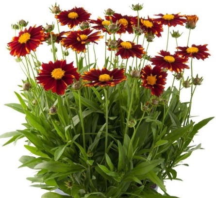 Coreopsis grandiflora 'Up Tick Red' Coreopsis grandiflora 'Up Tick Red'