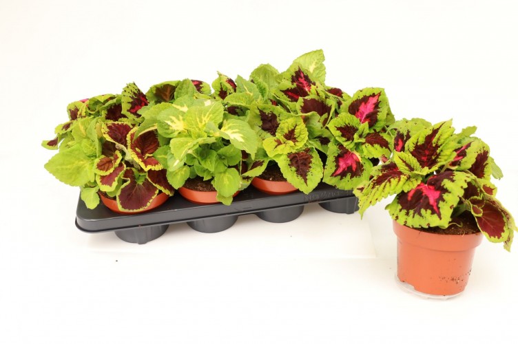 Coleus 'Kong' Mix