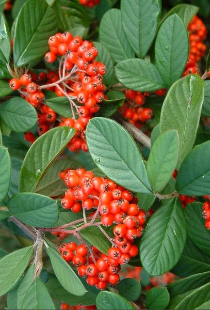 Cotoneaster lacteus Cotoneaster lacteus