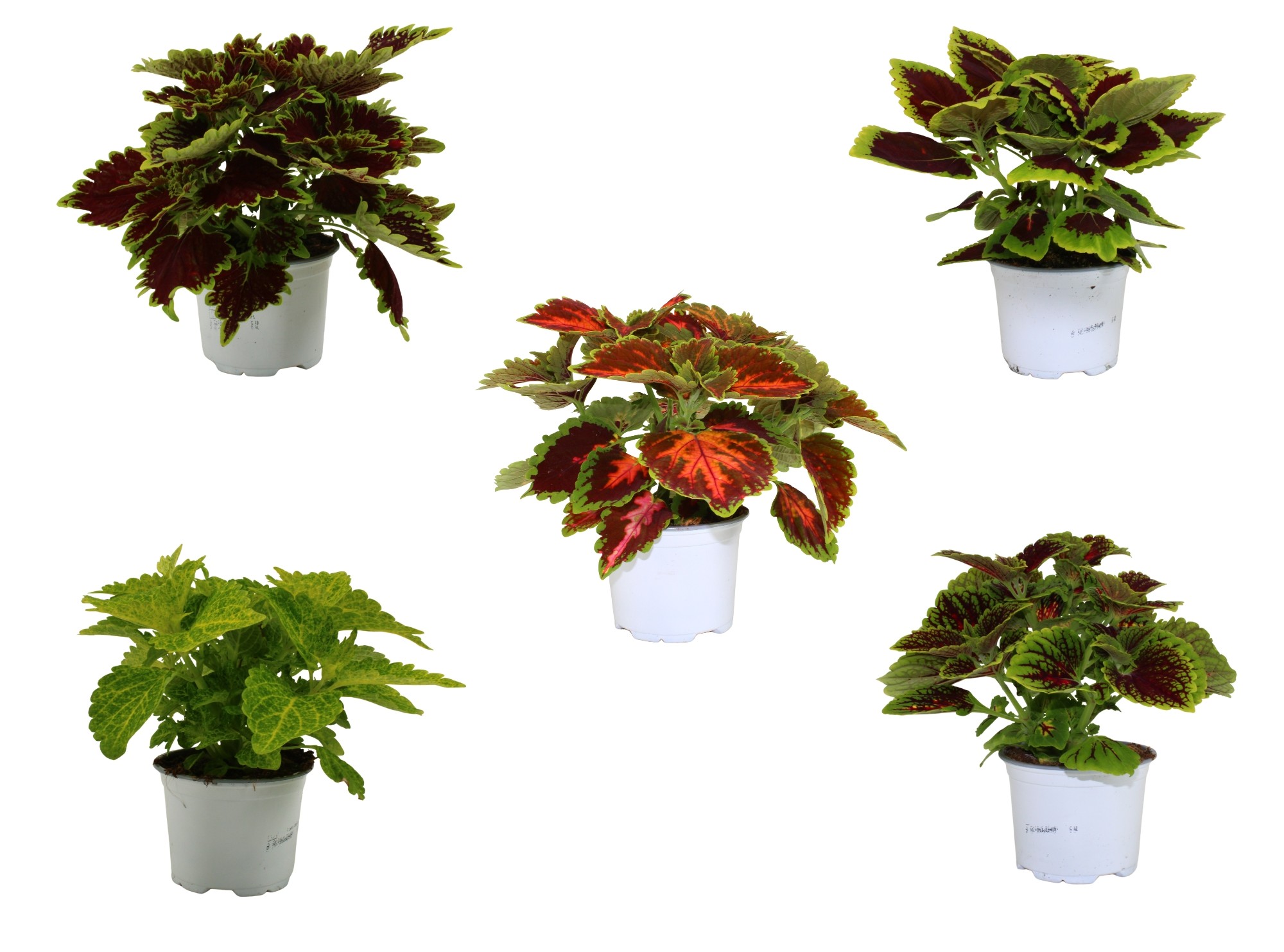 Coleus in soorten mix