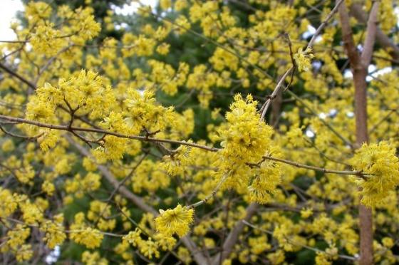 Cornus mas Cornus mas