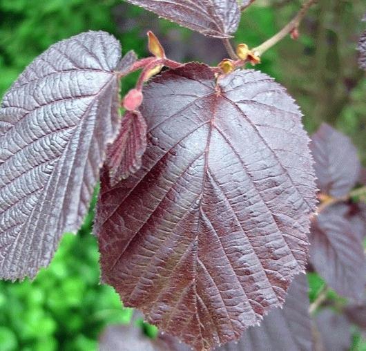 Corylus avel. 'Purple Ombrella'  HO 8/10