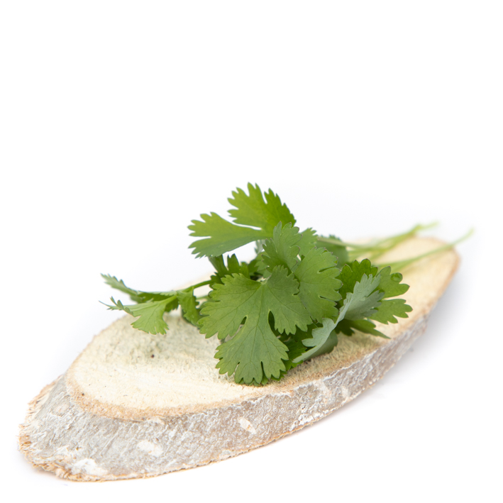 CORIANDRUM SATIVUM P14 CORIANDRUM SATIVUM P14