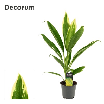 Cordyline 'New Conga'