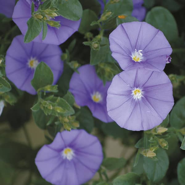 Convolvulus sabatius 'Neon Blue' Convolvulus sabatius 'Neon Blue'