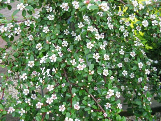 Cotoneaster suec. 'Coral Beauty'  