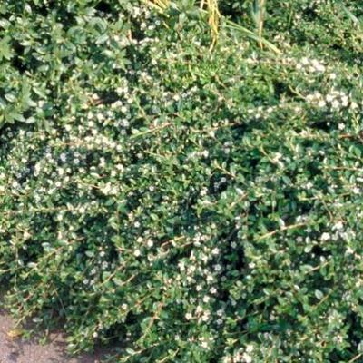 Cotoneaster suec. 'Coral Beauty'  