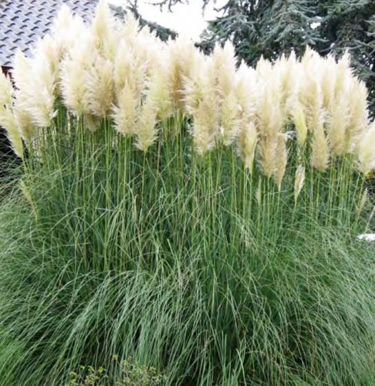 Cortaderia selloana  wit - blanc