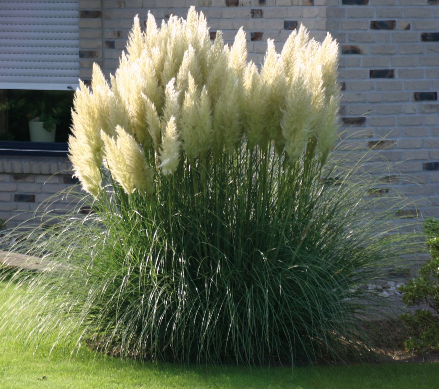 Cortaderia se. 'Evita' Cortaderia se. 'Evita'