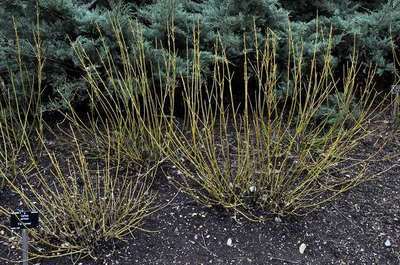 Cornus sericea 'Flaviramea'