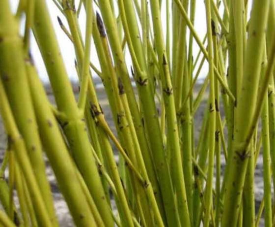 Cornus sericea 'Flaviramea'