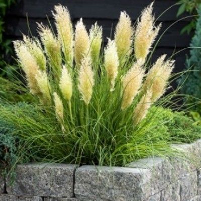 Cortaderia se. 'Minipampas'