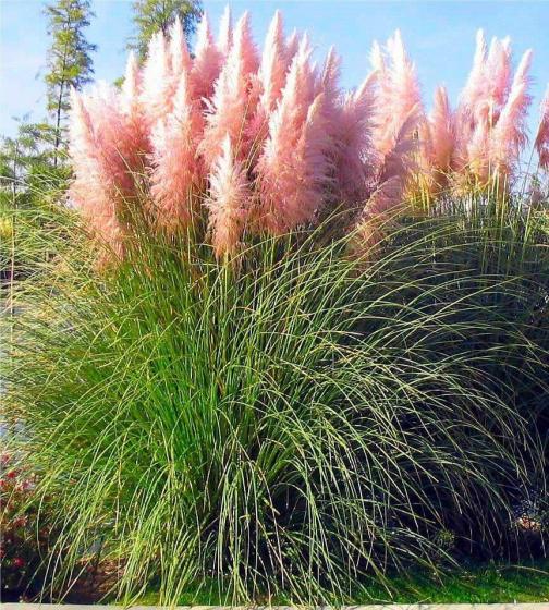 Cortaderia sell. 'Rosea' Cortaderia sell. 'Rosea'