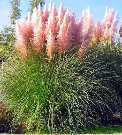 Cortaderia sell. 'Rosea'