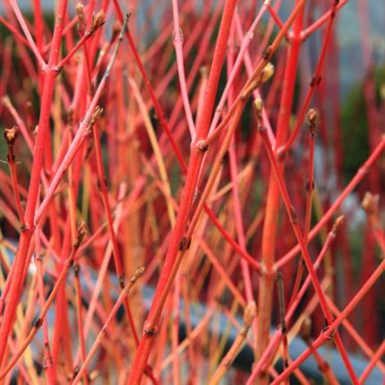 Cornus sanguinea 'Winter Beauty' Cornus sanguinea 'Winter Beauty'