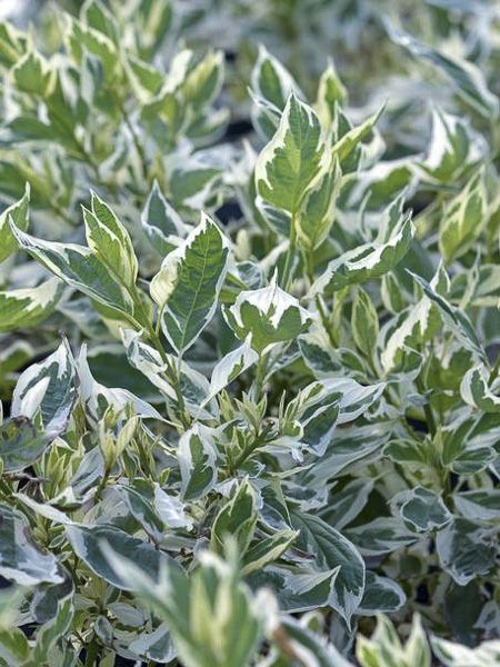 Cornus sericea 'White Gold' Cornus sericea 'White Gold'