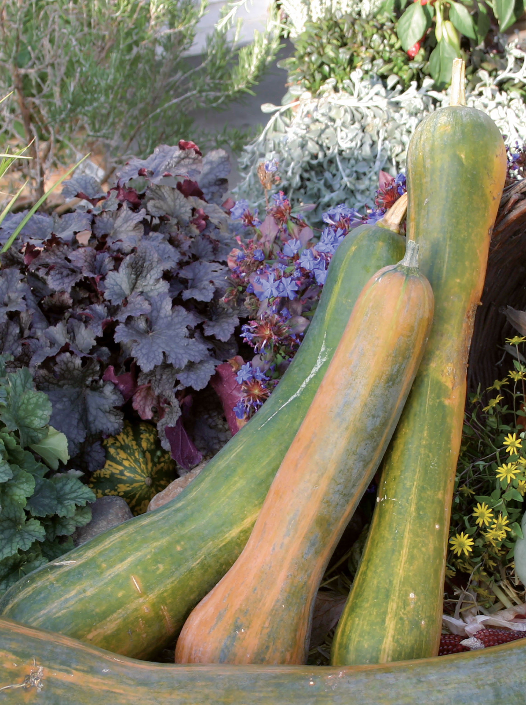 Courge 'Longue de Nice' Courge 'Longue de Nice'