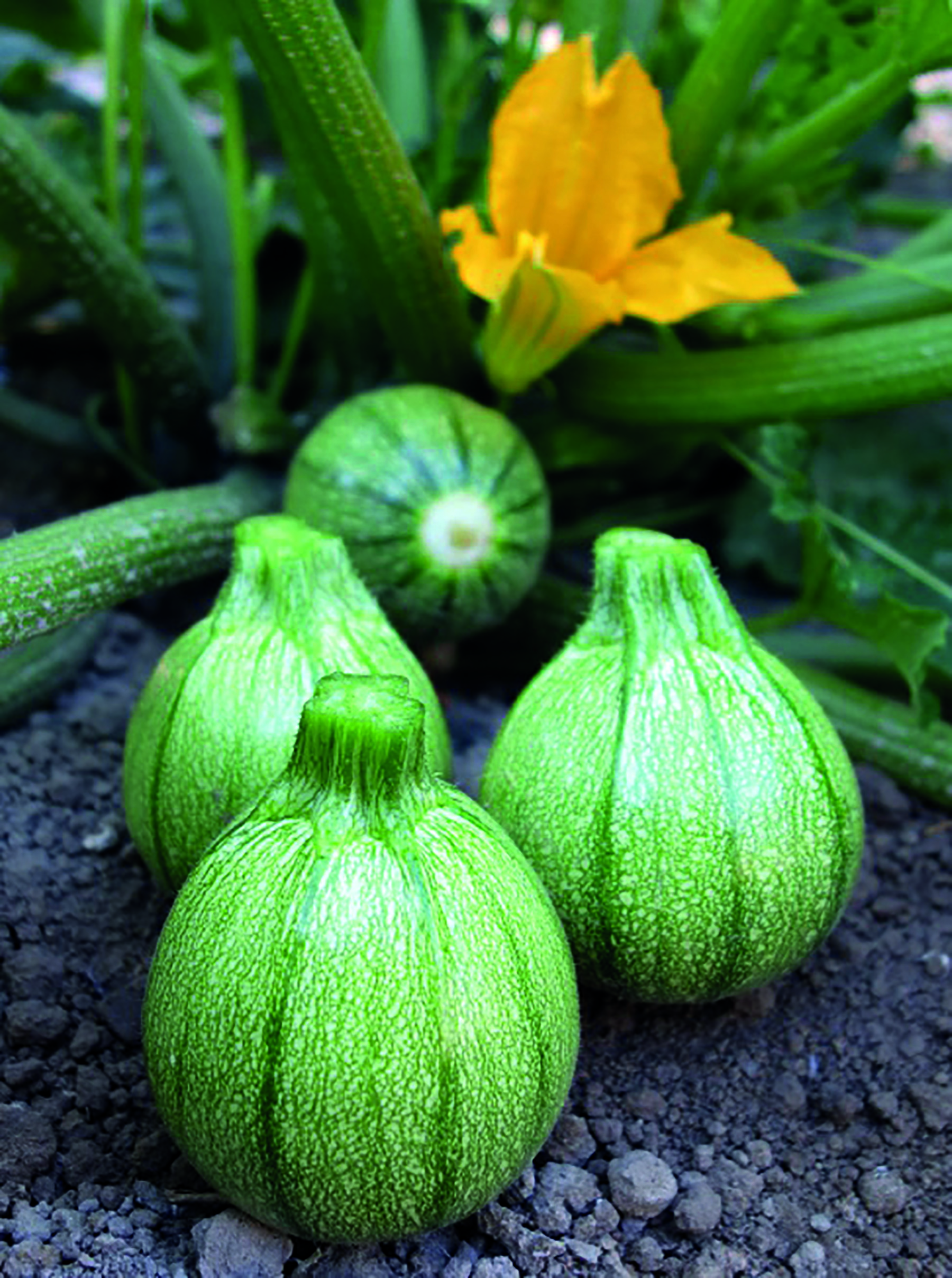 Courgette de nice 'Boldenice' F1