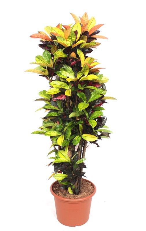 Codiaeum var. 'Mrs Iceton'