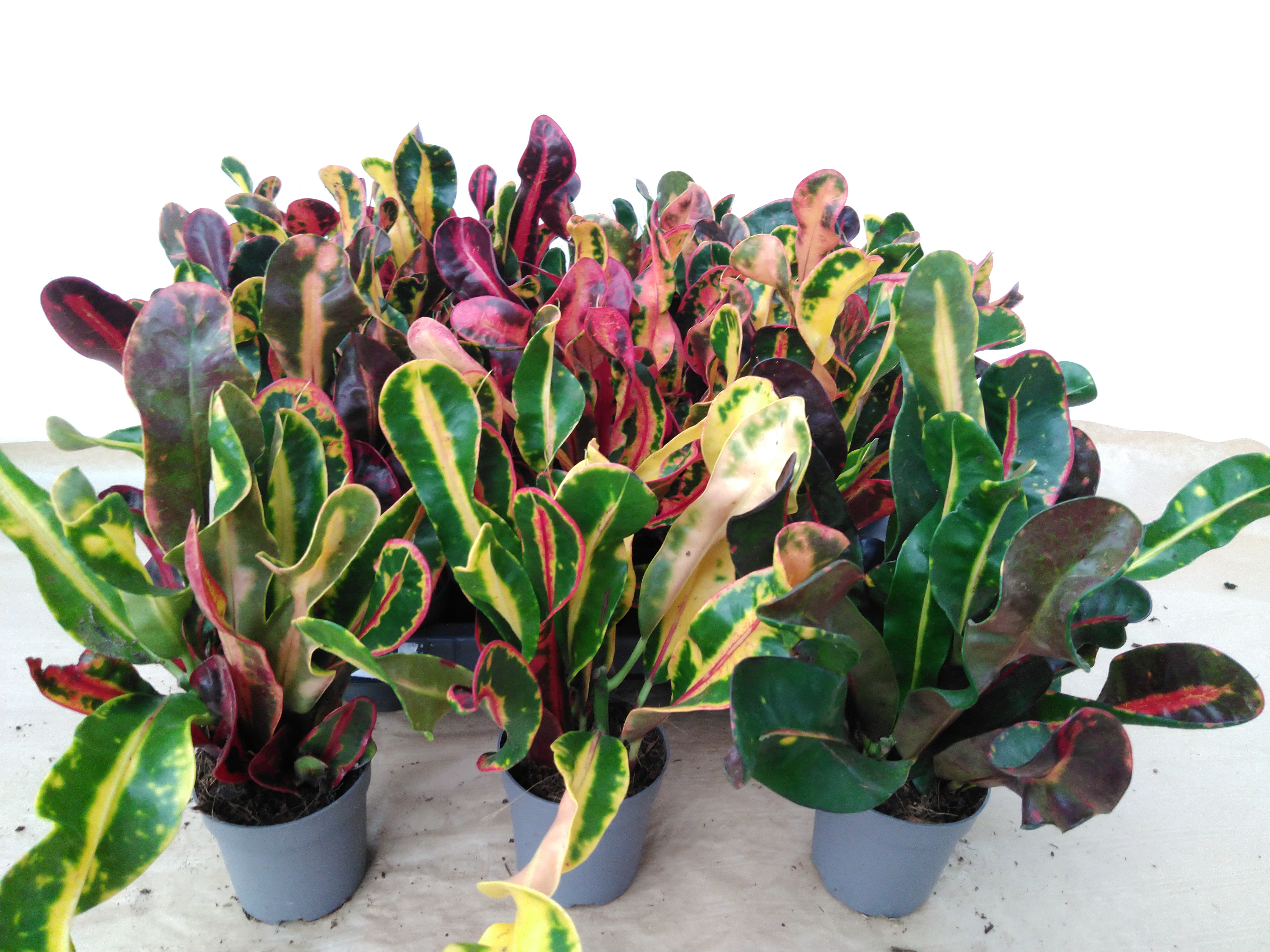 Codiaeum var. GR 'Mammi' 1pp | Decorum