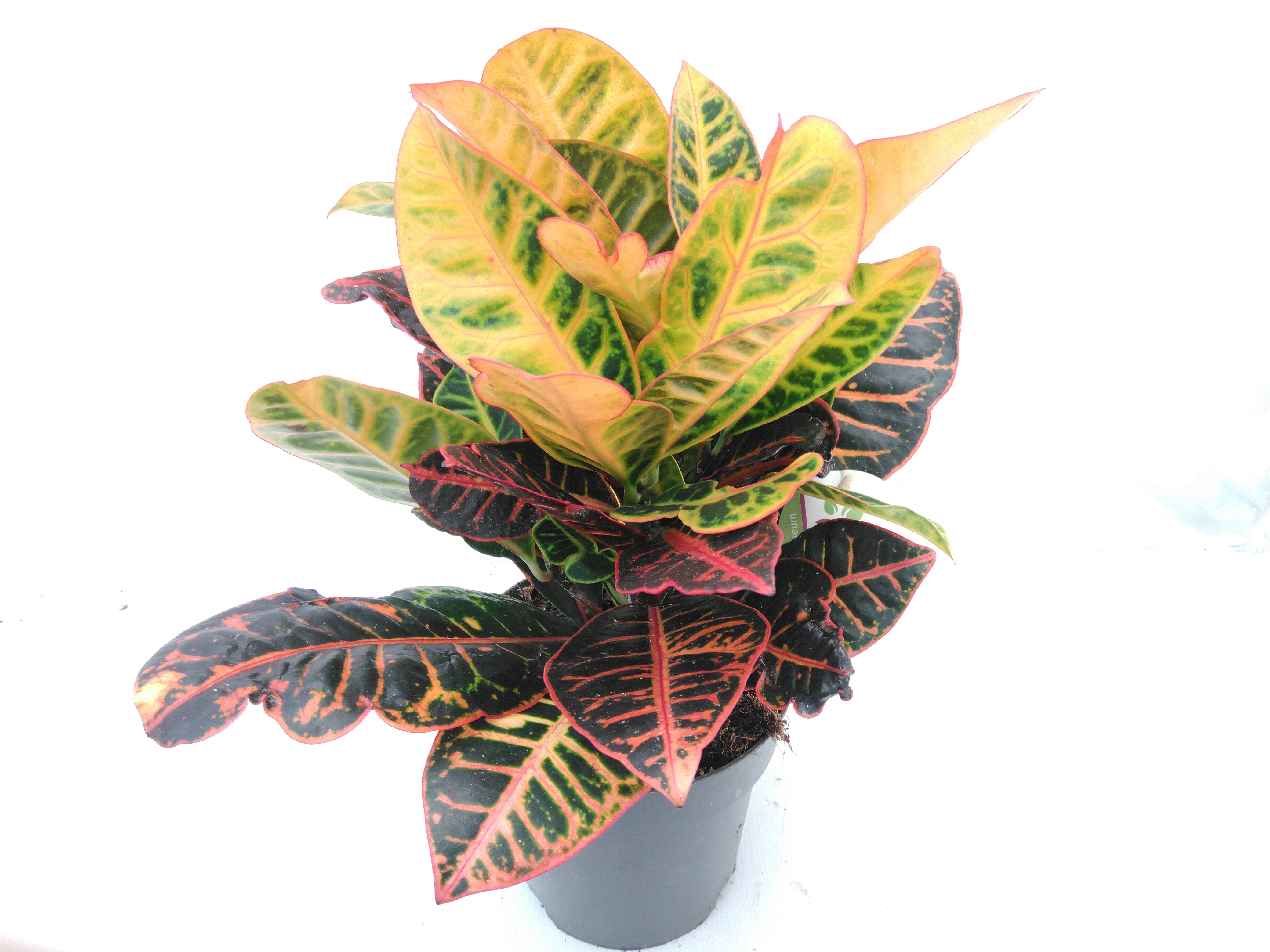 Codiaeum var. 'Petra' Codiaeum var. 'Petra'