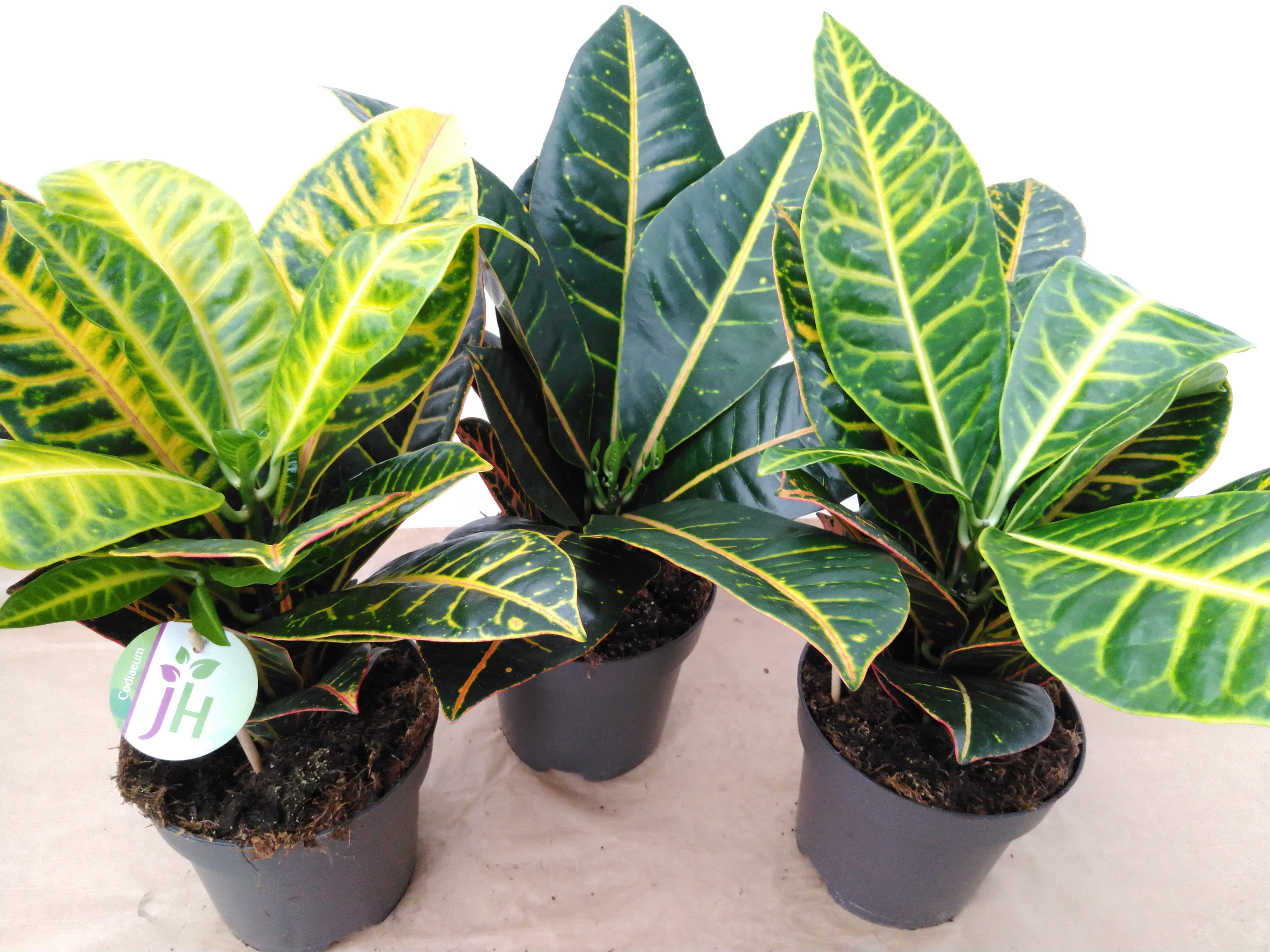Codiaeum var. GR 'Petra' Codiaeum 'Petra' Codiaeum var. GR 'Petra' Codiaeum 'Petra'
