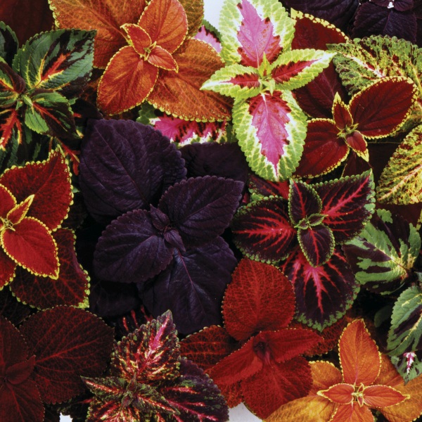 Coleus 'Wizard' mix Coleus 'Wizard' mix