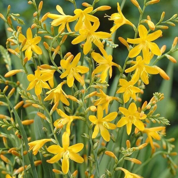 Crocosmia 'George Davidson' geel/oranje Crocosmia 'George Davidson' geel/oranje