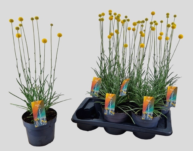 Craspedia globosa 'Golf Beauty'