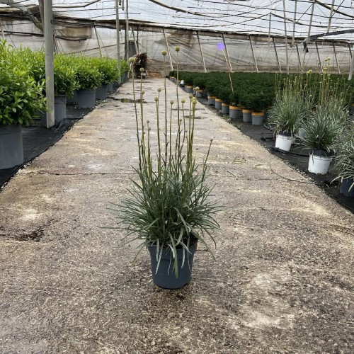 Craspedia globosa 'Golf Beauty'