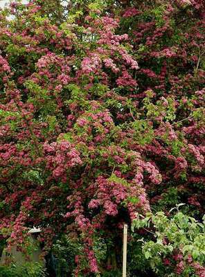 Crataegus laev. 'Paul's Scarlet'  HO 8/10